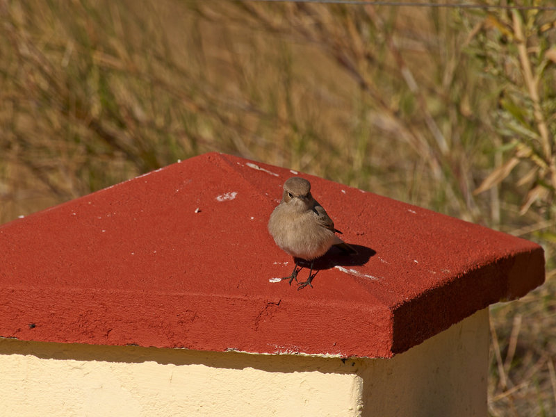 Bird, Namib Desert Lodge